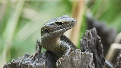 Animals featured image