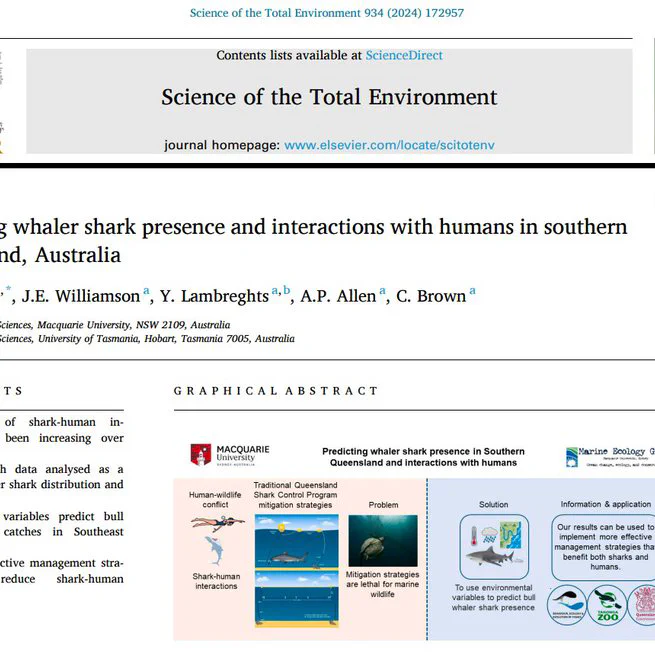 Predicting whaler shark presence and interactions with humans in southern Queensland, Australia