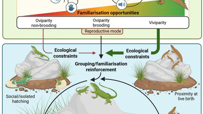 The prenatal foundations of kin recognition featured image