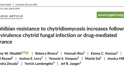 Amphibian resistance to chytridiomycosis increases following low-virulence chytrid fungal infection or drug-mediated clearance featured image