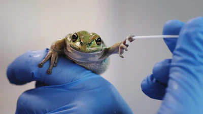 Hotspot shelters stimulate frog resistance to chytridiomycosis featured image