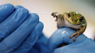 Pathogenic Chytridiomycosis in Frogs featured image