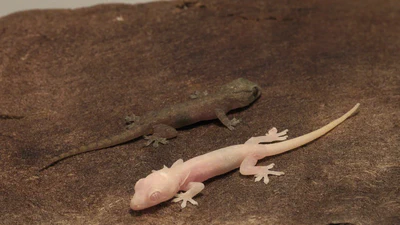 Genetic Modifications in Lizards featured image