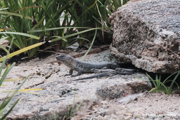 Cunningham skink, Egernia cunninghami