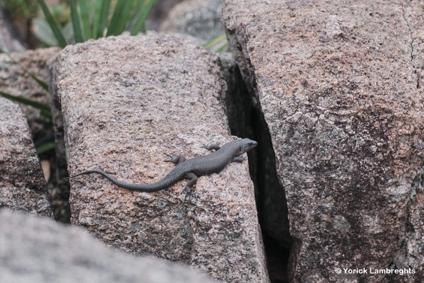 Black rock skink, Egernia saxatilis