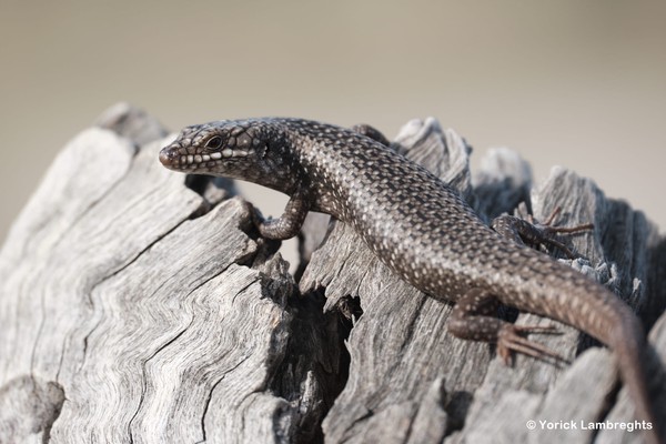 Tree skink, Egernia striolata