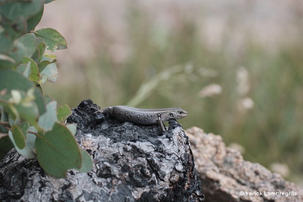 White's skink, Liopholis whitii