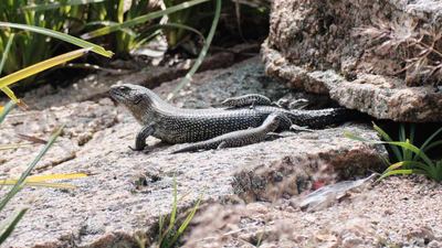 Kin Recognition and Family Living in Lizards featured image