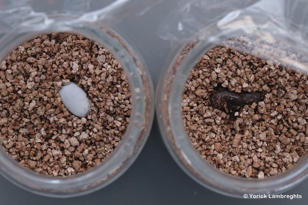 Comparison of Saiphos equalis eggs. Left: semi-calcified egg from transitional Sydney population. Right: juvenile in 'egg' consisting of non-calcified membrane from live bearing population.